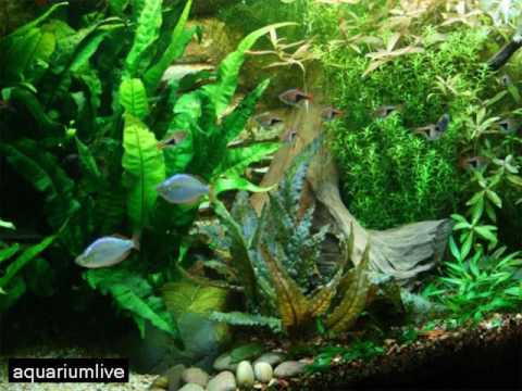Juwel Aquarium
