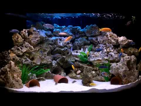 juwel aquarium