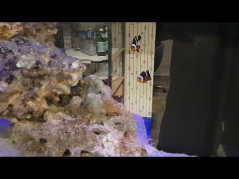 Juwel aquarium 125 salt water