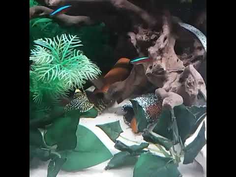 Juwel aquarium