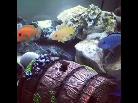 Juwel aquarium