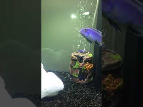 Juwel aquarium