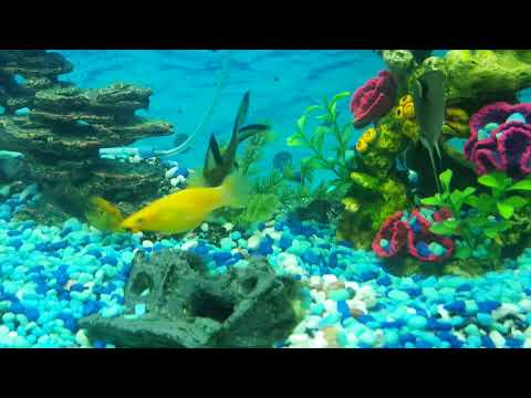 JUWEL aquarium 180L