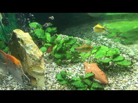 juwel aquarium 190L