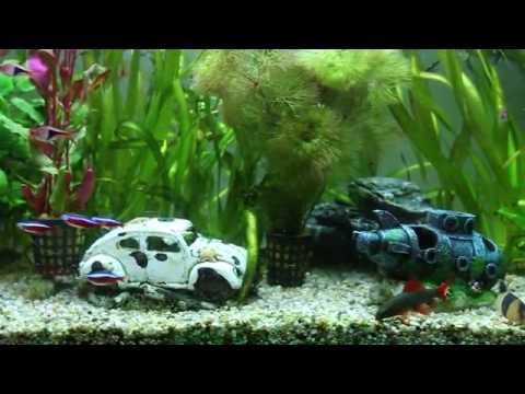 Juwel Aquarium
