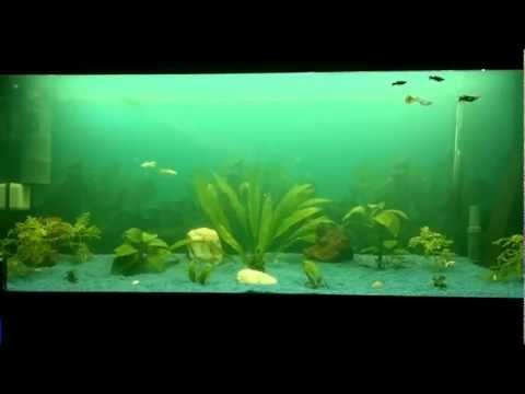 Juwel Aquarium – 200 L