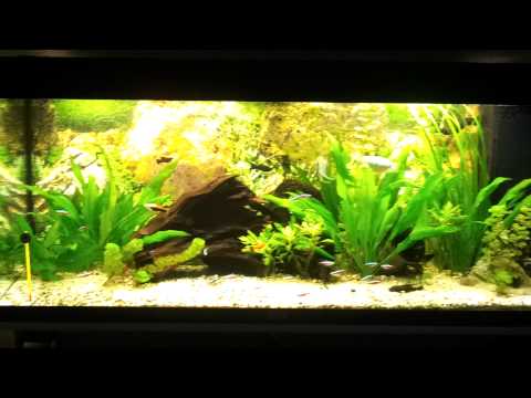 Juwel aquarium 240l