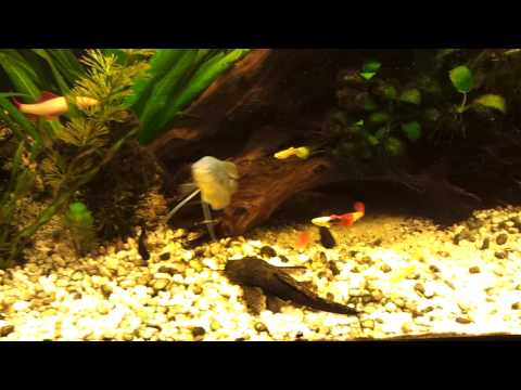 Juwel aquarium 240l