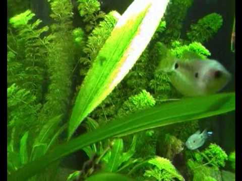 Juwel Aquarium 25 Gallon (update 13.02.2011)