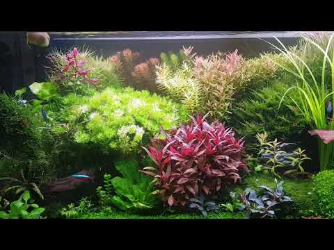 Juwel aquarium