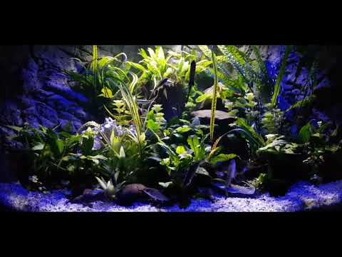 JUWEL Aquarium 350 Trigon Abenddämmerung