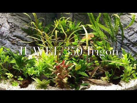 JUWEL AQUARIUM 350 Trigon
