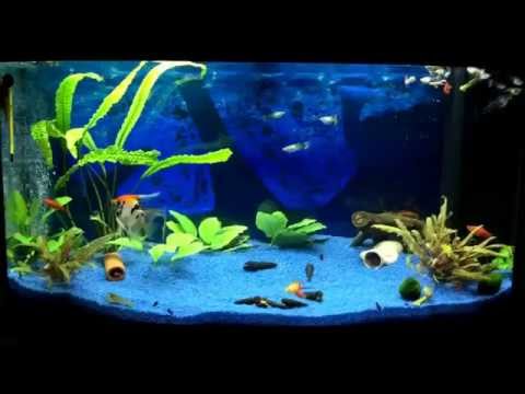 Juwel Aquarium