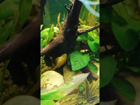 juwel aquarium 450 l