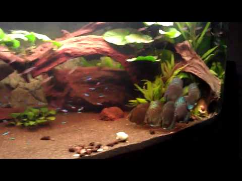 Juwel Aquarium 450 liter 2