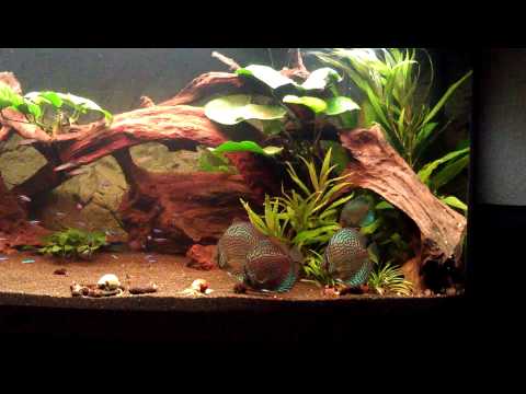 Juwel Aquarium 450 liter