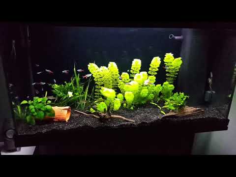 juwel aquarium