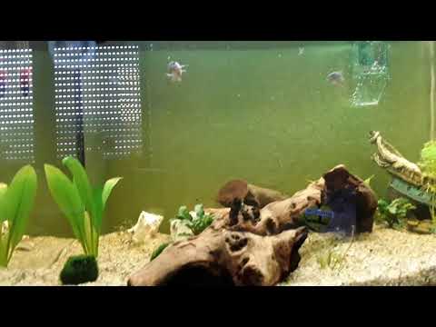 Juwel Aquarium