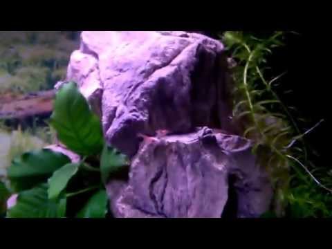 JUWEL AQUARIUM 60L Rosbora Hengeli i Krewetki Red Cherry by Sebus1981