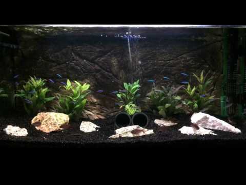 Juwel Aquarium 7-1-2017