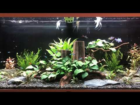 Juwel Aquarium