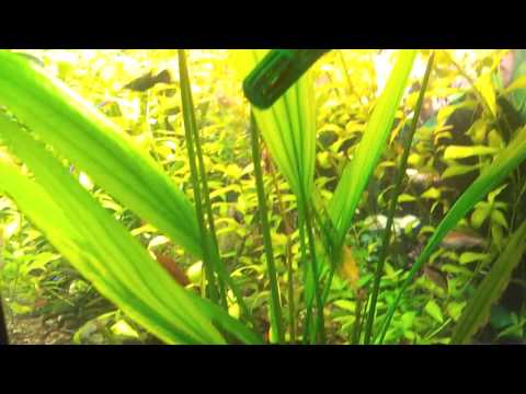 Juwel aquarium