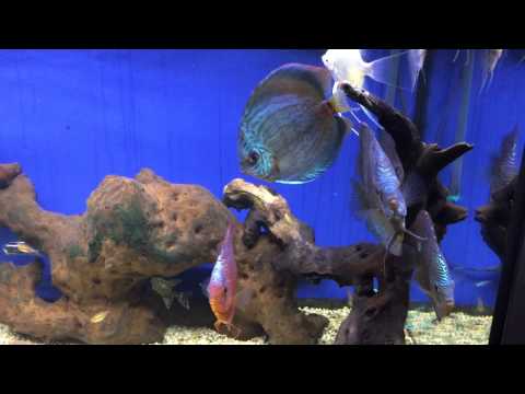 Juwel aquarium discus community tank with angel fish, cat fish, puffer fish and others!