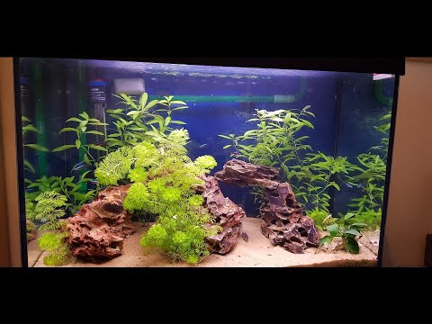 Juwel aquarium feeding and Lots of news! week 13