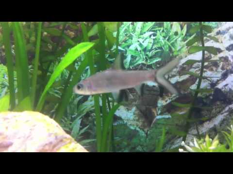 Juwel aquarium Haibarbe