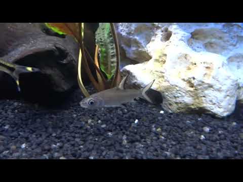 Juwel Aquarium Haibarben & Feuerstreifenhaibarben