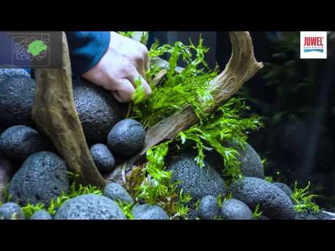 Juwel Aquarium Lido 120 Aquascaping Tutorial