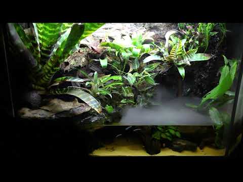 Juwel Aquarium Paludarium dartfrogs vivarium misting system fogger naturalistic bioactive terrarium