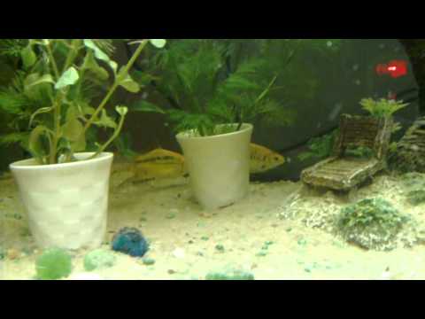 juwel Aquarium planted