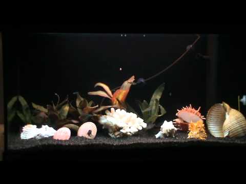 JUWEL AQUARIUM-REKORD 800