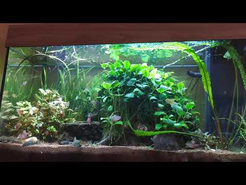Juwel Aquarium Rio 125 Update 23.04.2021