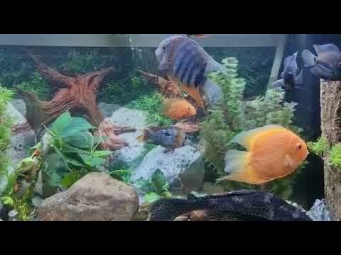 juwel aquarium Rio 180 cichlid