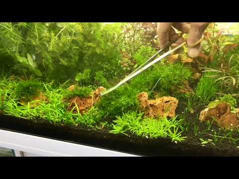 Juwel Aquarium Rio 180 Part 4  #aquascape #fish #aquarium #aquascaping