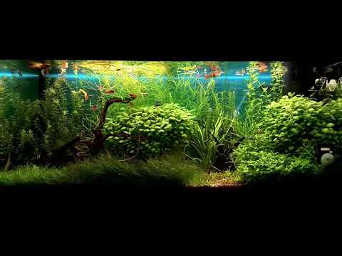 Juwel Aquarium Rio 180