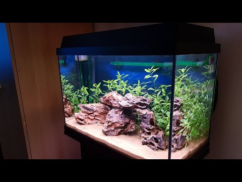 Juwel aquarium setup – week 3!!!!!!