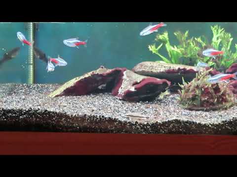 Juwel Aquarium still fixing the problem