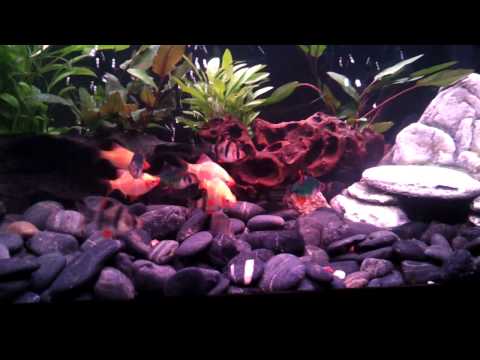 Juwel Aquarium Tiger Barbs