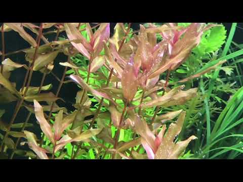 Juwel Aquarium Trigon 190 L Teil 2