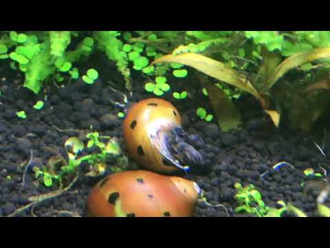 Juwel Aquarium trigon 190 l Teil 5