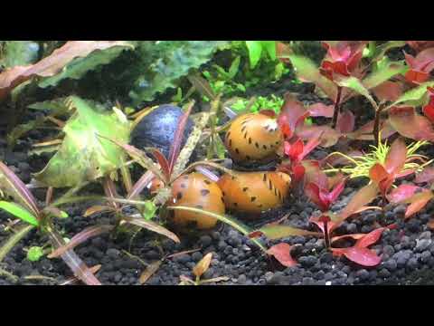 Juwel Aquarium Trigon 190 l Teil 7