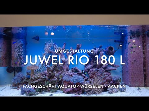 Juwel Aquarium Umbau zu Meerwasser – Ist möglich! –  Sieht gut aus! Macht viel Spaß – Bunte Korallen