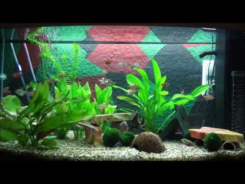 Juwel Aquarium Vision 180