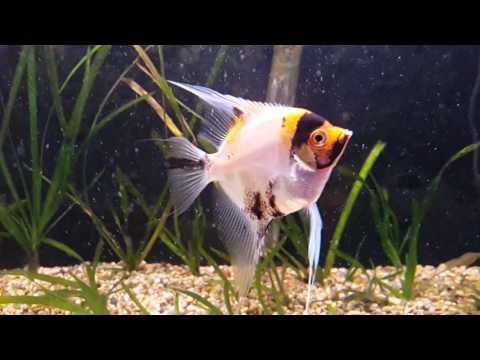 Juwel aquarium with angel fish (koi)