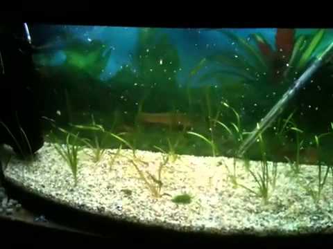 Juwel aquarium