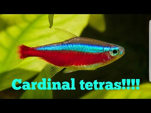 Juwel aquarium|Cardinal Tetras week 5!!!!!!