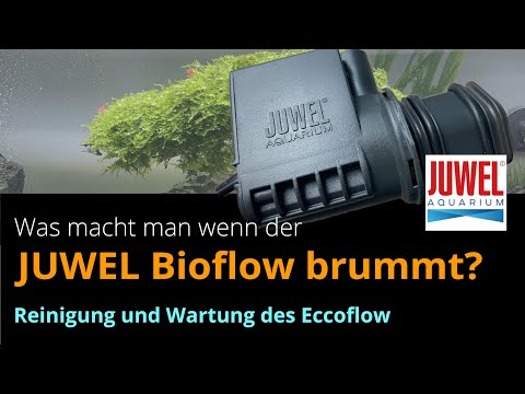 Juwel Bioflow brummt? Was kann man machen? – Reinigung und Wartung des Eccoflow